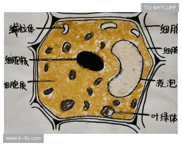 纸上足球战术布局与团队协作思维训练的创新实践研究